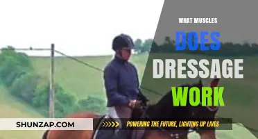 Dressage Muscles: Unlocking Strength, Balance, and Flexibility in Riders