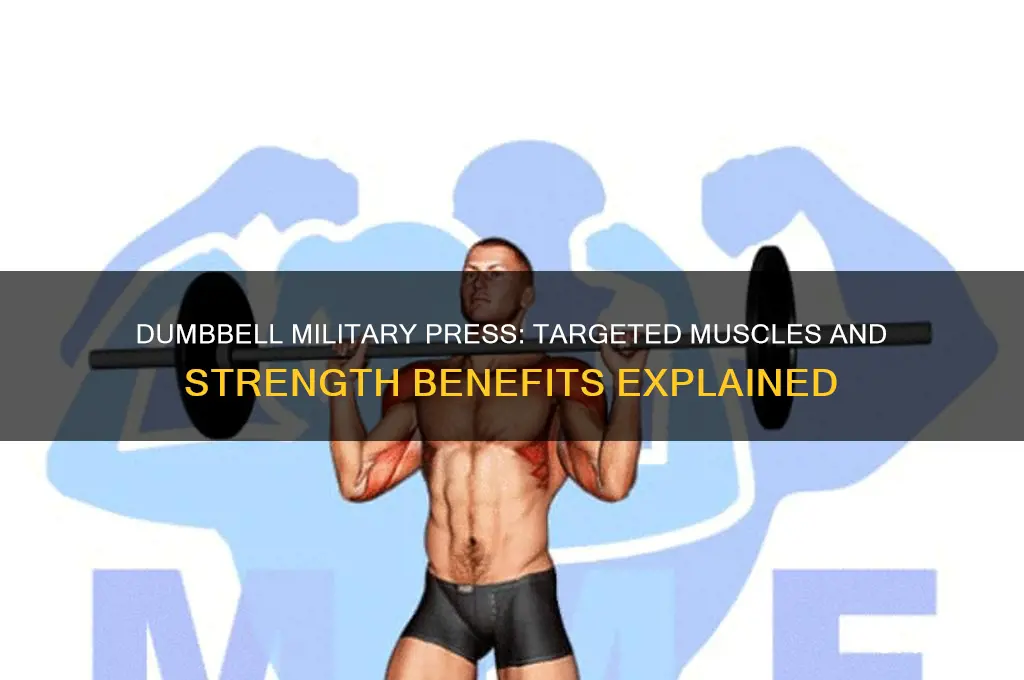 what muscles does dumbbell military press work