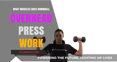 Dumbbell Overhead Press: Targeted Muscles and Strength Benefits Explained