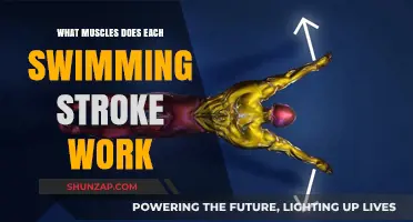 Swimming Strokes: Targeted Muscle Workouts for Freestyle, Breaststroke, Backstroke, Butterfly