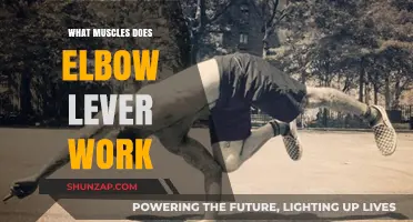 Elbow Lever Workout: Targeted Muscles and Strength Benefits Explained