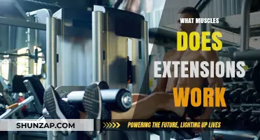 Muscles Targeted by Extensions: A Comprehensive Guide to Strength Training