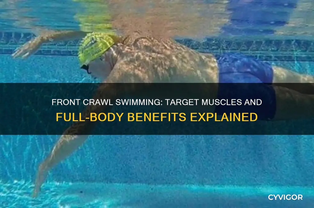 what muscles does front crawl swimming work