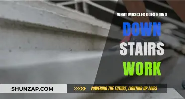Descending Stairs: Key Muscles Engaged and Strengthened in Every Step