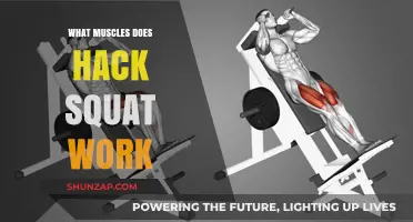 Hack Squat Muscles: Targeted Lower Body Strength Training Explained