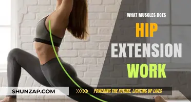 Hip Extension Muscles: Glutes, Hamstrings, and Lower Back Activation Explained