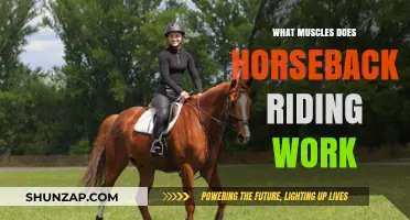 Horseback Riding: A Full-Body Workout Targeting Core, Legs, and Posture