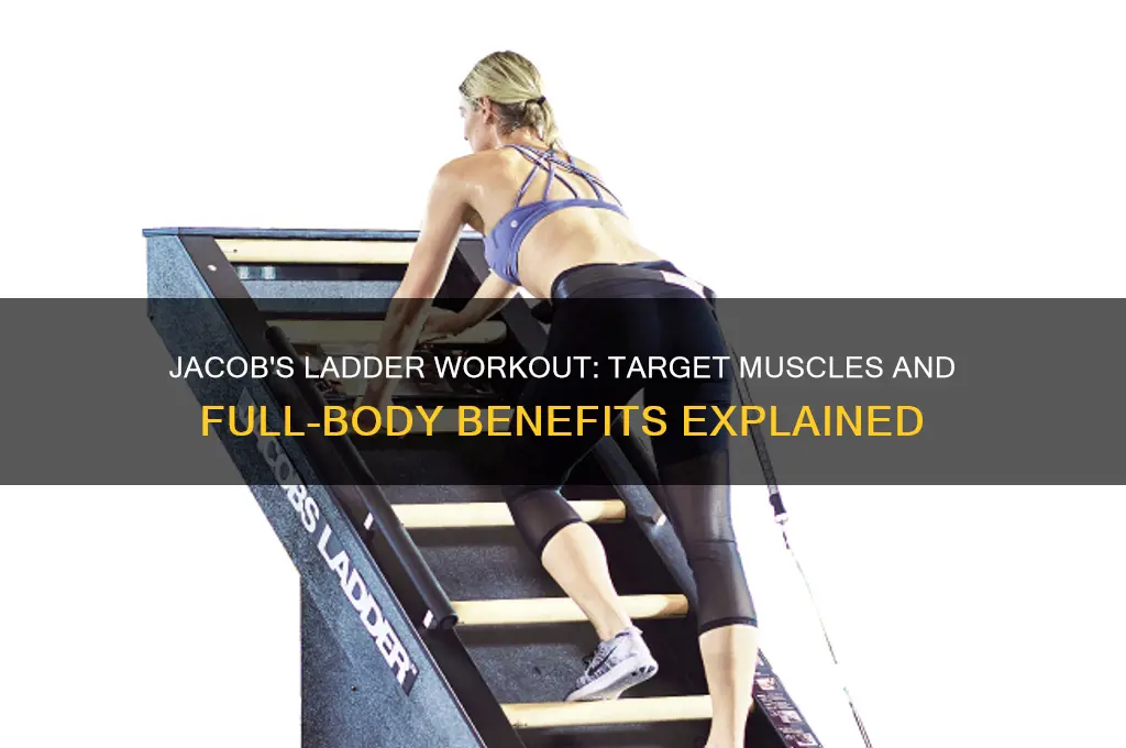 what muscles does jacob