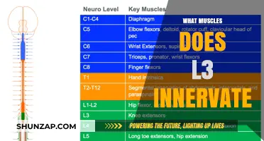 L3 Nerve: The Muscles It Controls and Why It Matters