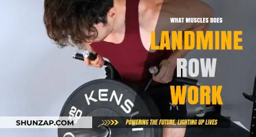 Landmine Row Muscles: Targeted Back, Core, and Arm Engagement Explained