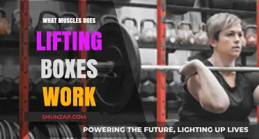 Lifting Boxes: Targeted Muscles and Full-Body Benefits Explained