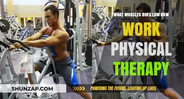 Low Row Exercise: Targeted Muscles and Physical Therapy Benefits Explained