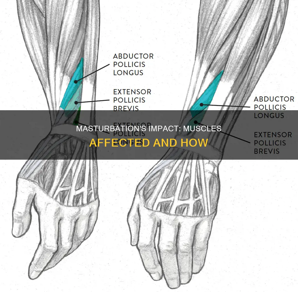 what muscles does masterbating effect
