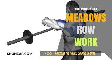 Meadows Row Muscles: Targeted Back, Arm, and Core Activation Explained