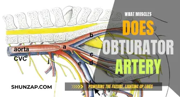 Obturator Artery: Which Muscles Does It Supply?
