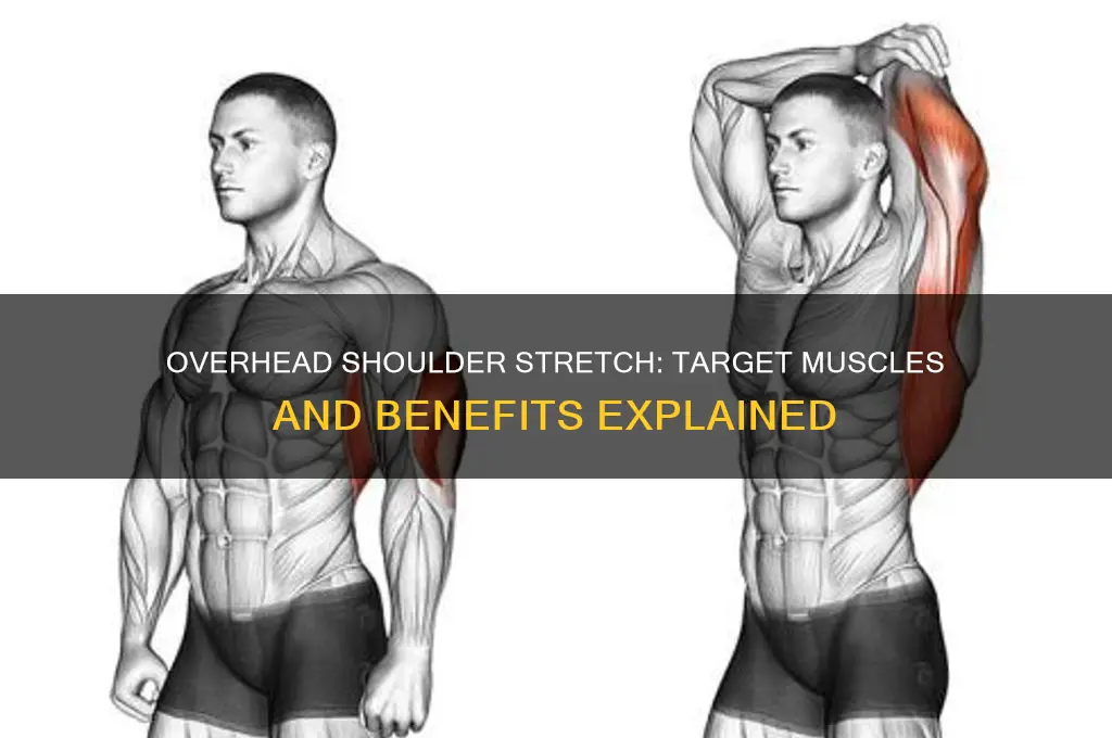 what muscles does overhead shoulder stretch work