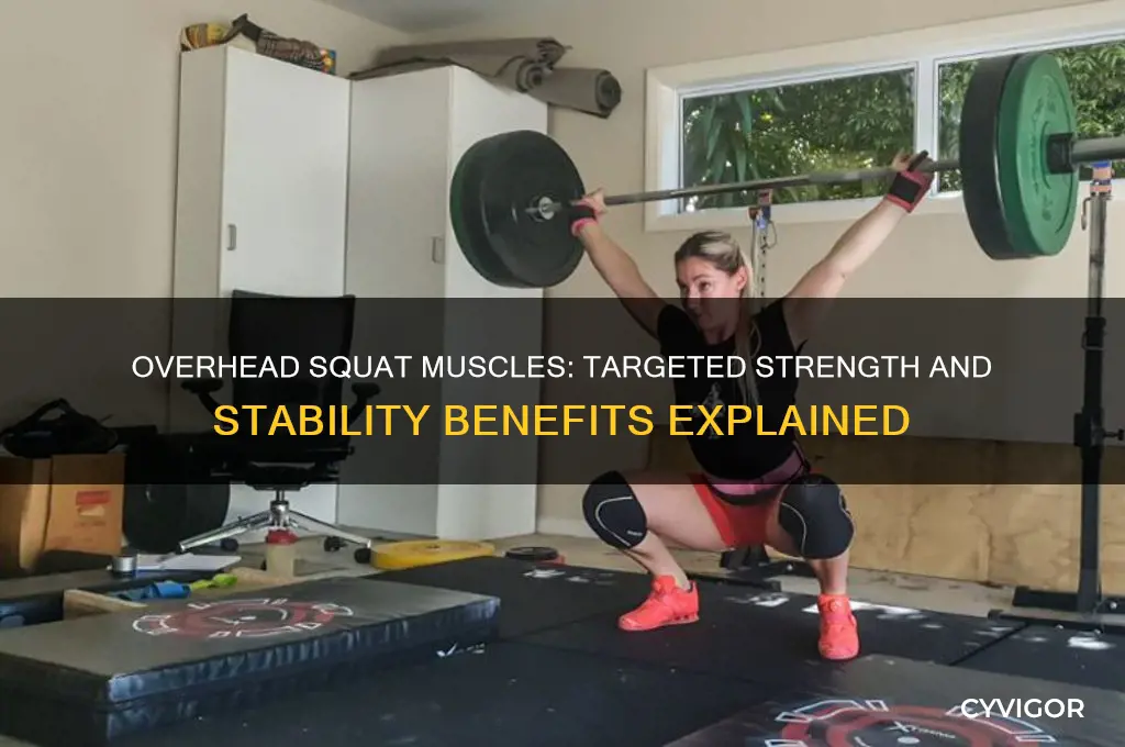 what muscles does overhead squat work