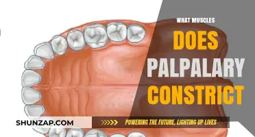 Palatal Flutter: Which Muscles Are Involved and Why