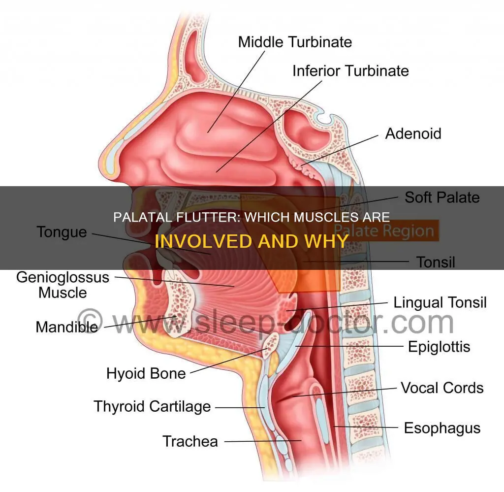 what muscles does palpalary constrict