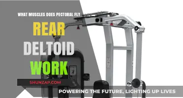 Pectoral Fly Rear Deltoid Workout: Targeted Muscles Explained