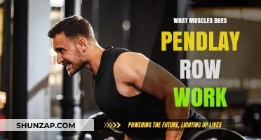 Pendlay Row Muscles: Targeted Back, Core, and Arm Strength Training