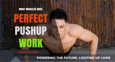 Perfect Pushup Muscles: Targeted Strength Training for Upper Body Power