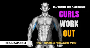 Plank Hammer Curls: Targeted Muscles and Full-Body Benefits Explained