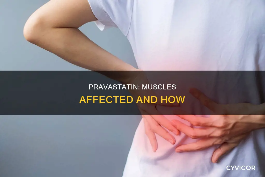what muscles does pravastatin effect