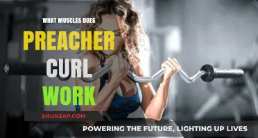 Preacher Curl Muscles: Targeted Biceps, Brachialis, and Forearm Strength Training