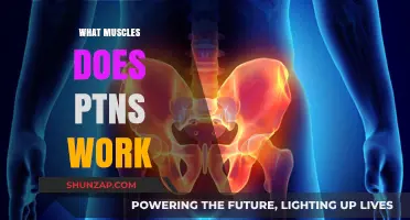 PTNS Therapy: Targeted Muscles and Its Impact on Pelvic Health