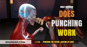 Punching Power: Unveiling the Muscles Behind Every Strike