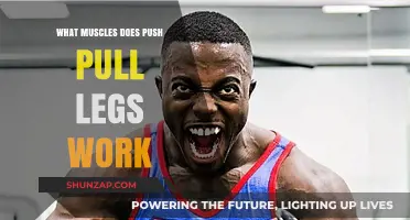 Push Pull Legs Workout: Targeted Muscles and Training Benefits Explained