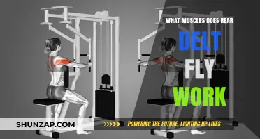 Rear Delt Fly Muscles: Targeted Benefits and Workout Guide