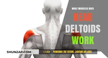 Rear Deltoids: Targeted Muscles and Their Role in Shoulder Strength