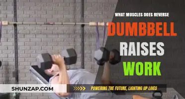 Reverse Dumbbell Raises: Targeted Muscles and Benefits Explained
