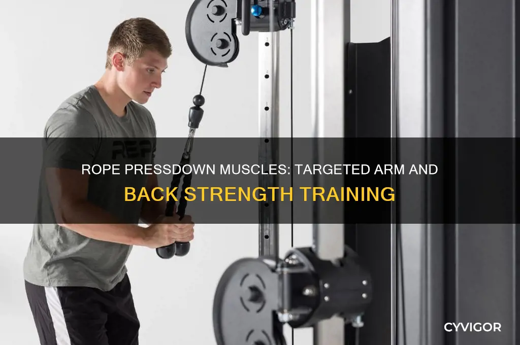 what muscles does rope pressdown work