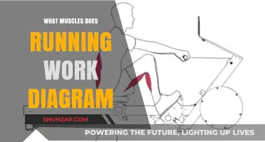 Running Muscles Explained: A Visual Guide to Key Worked Muscles