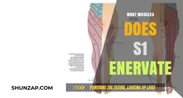 Spinal Nerve S1: The Muscles It Powers