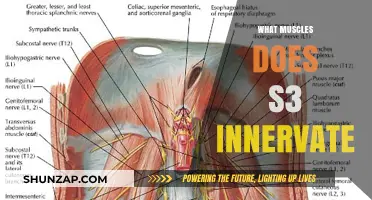 S3 Innervation: Muscles and Their Functions