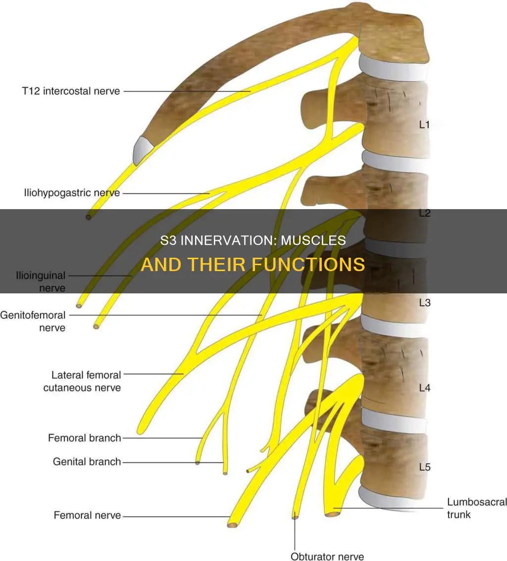what muscles does s3 innervate
