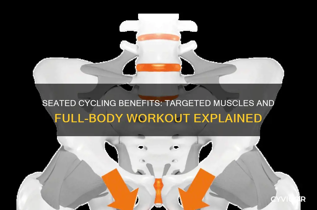 what muscles does seated cycling work