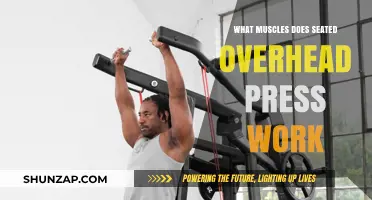 Seated Overhead Press: Target Muscles and Strength Benefits Explained
