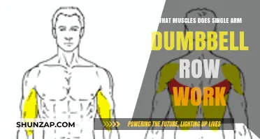 Single Arm Dumbbell Row: Muscles Targeted and Benefits Explained