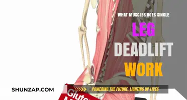 Single Leg Deadlift Muscles: Core, Glutes, Hamstrings, and Balance