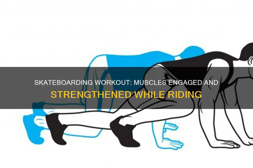 what muscles does skateboarding work out