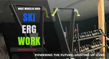 Ski Erg Workout: Target Muscles and Full-Body Benefits Explained