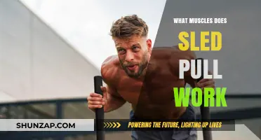 Sled Pull Workout: Targeted Muscles and Strength Benefits Explained