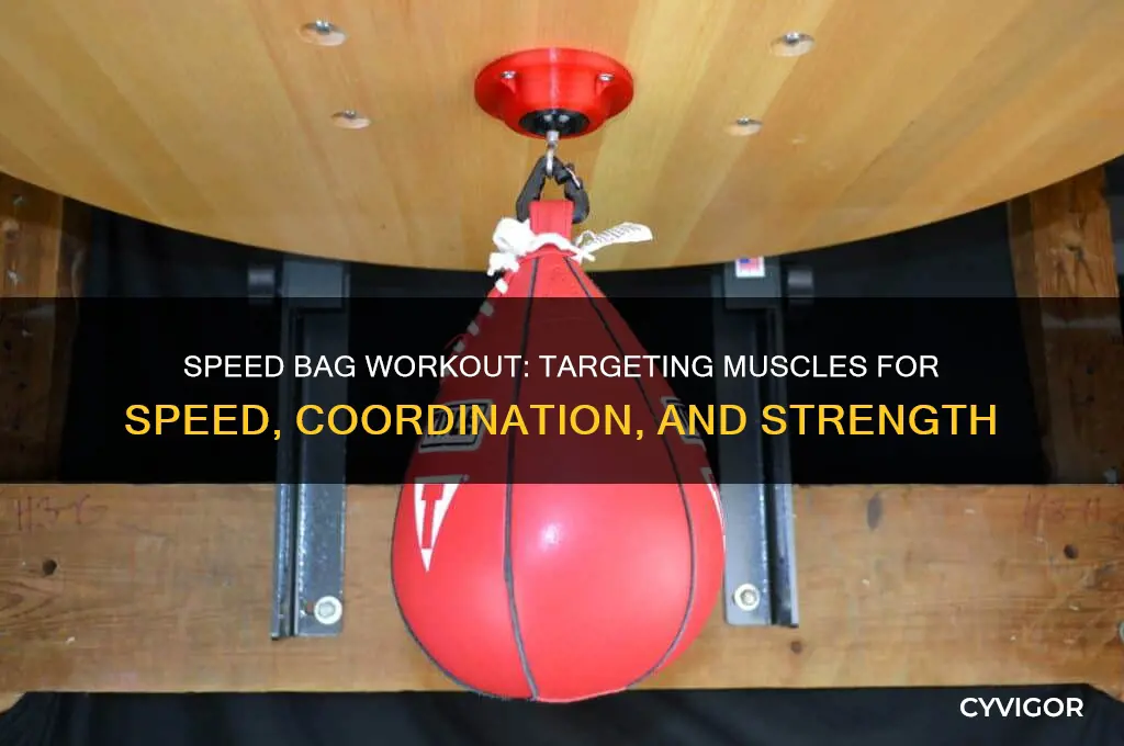 what muscles does speed bag work