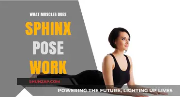 Sphinx Pose Benefits: Targeting Core, Back, and Shoulder Muscles