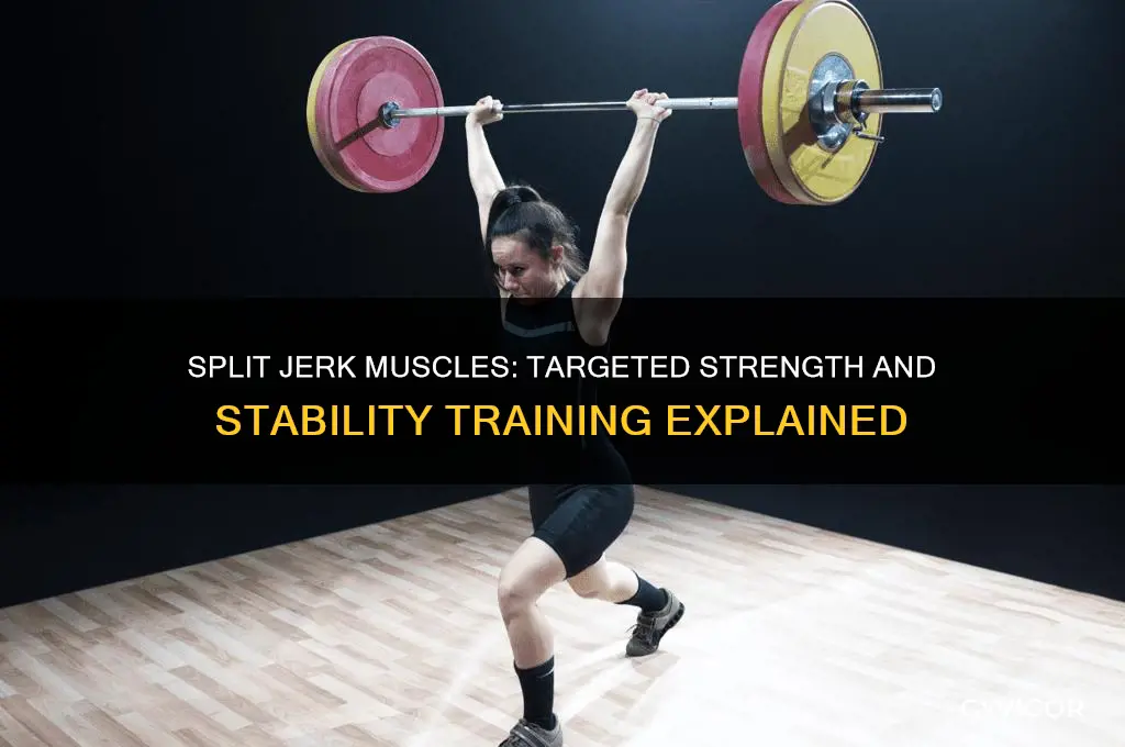 what muscles does split jerk work